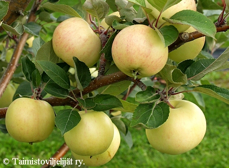 Malus domestica 'Lepaan Meloni', tarhaomenapuu